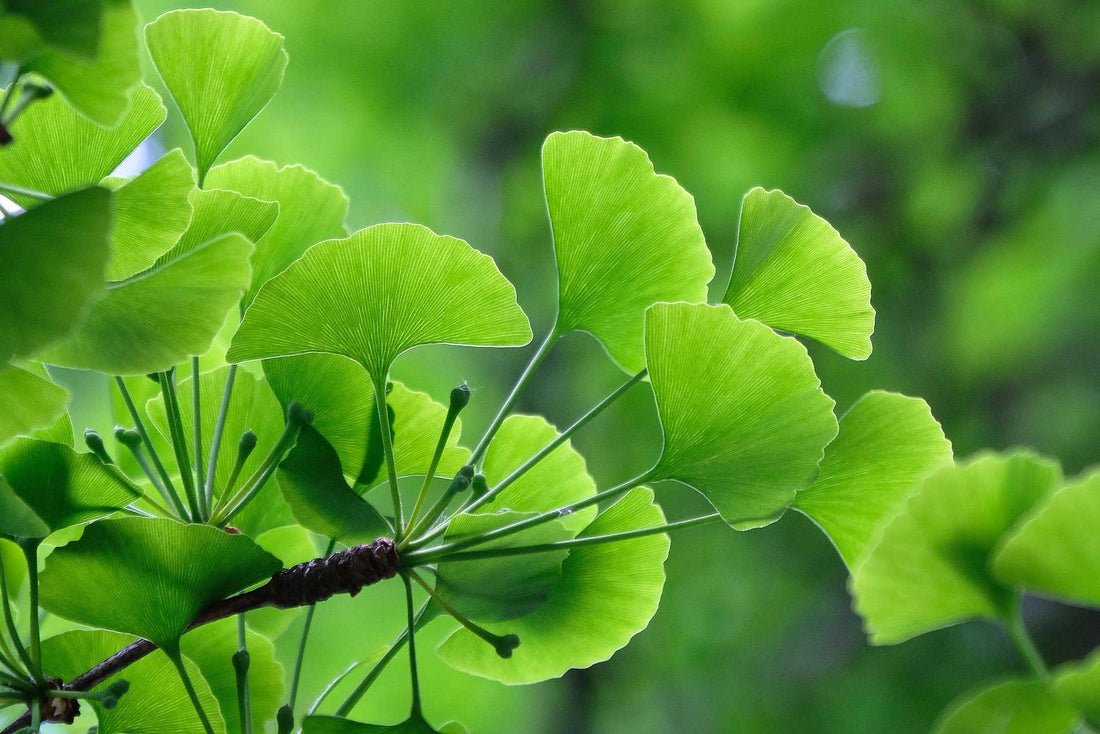 A Ginkgo biloba védőpotenciálja ADHD-szerű állapot ellen